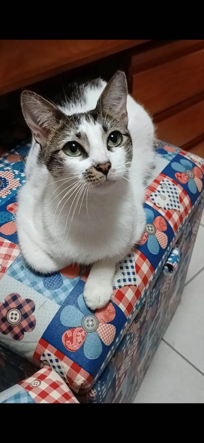 Gato ra a SRD-ViraLata idade 7 a 11 meses nome PIPA