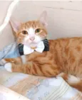 SIMBA