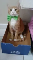 SIMBA