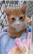 SIMBA