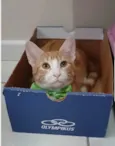 SIMBA
