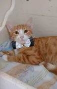 SIMBA