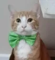 SIMBA