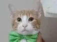SIMBA