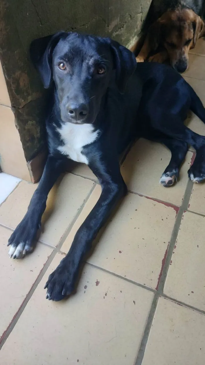 Cachorro ra a SRD-ViraLata idade 7 a 11 meses nome Pelé 