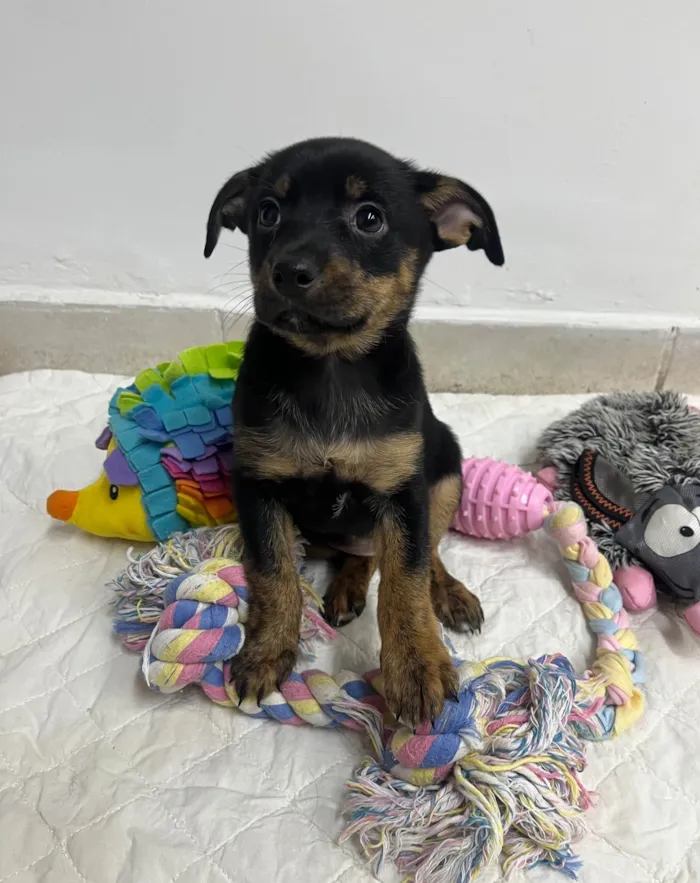 Cachorro ra a SRD-ViraLata idade Abaixo de 2 meses nome Ana Lúcia 