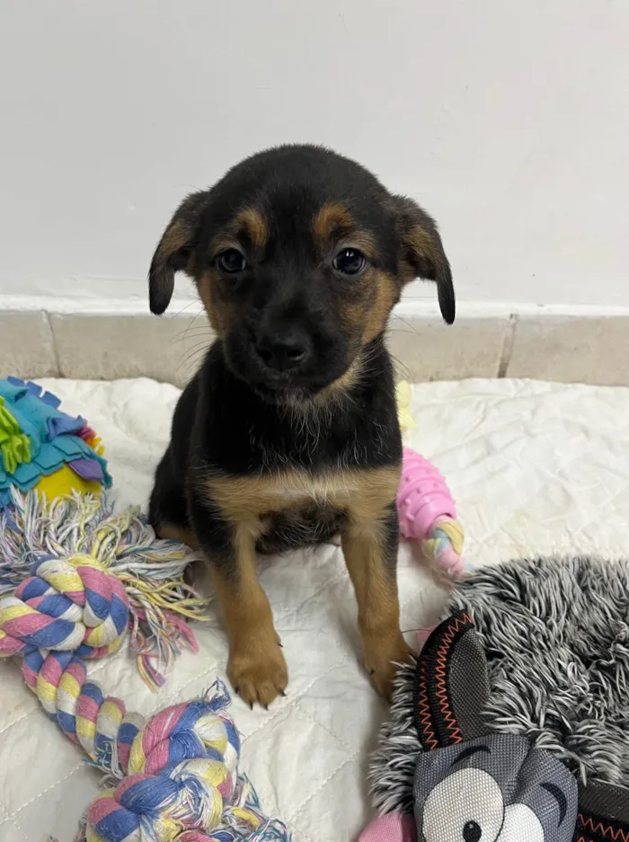 Cachorro ra a SRD-ViraLata idade Abaixo de 2 meses nome Ana Júlia 