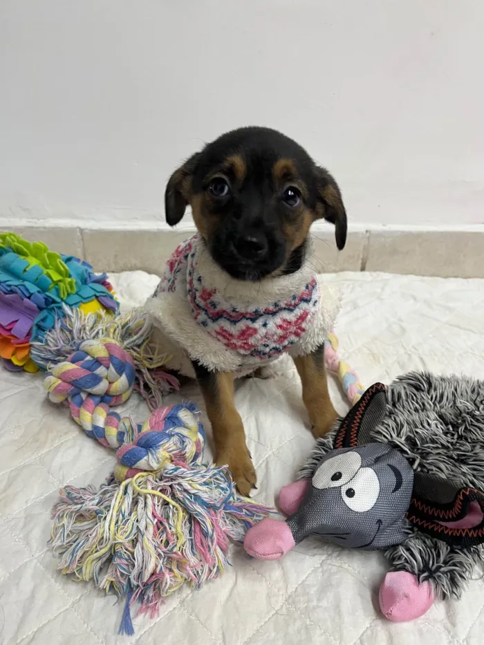 Cachorro ra a SRD-ViraLata idade Abaixo de 2 meses nome Ana Júlia 