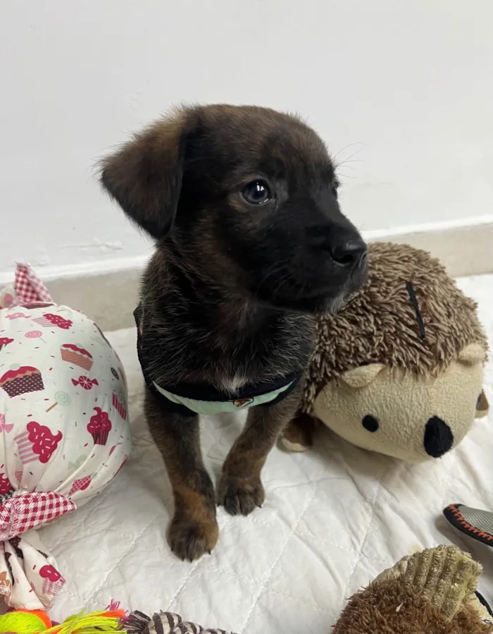 Cachorro ra a SRD-ViraLata idade Abaixo de 2 meses nome Luiz Antônio 