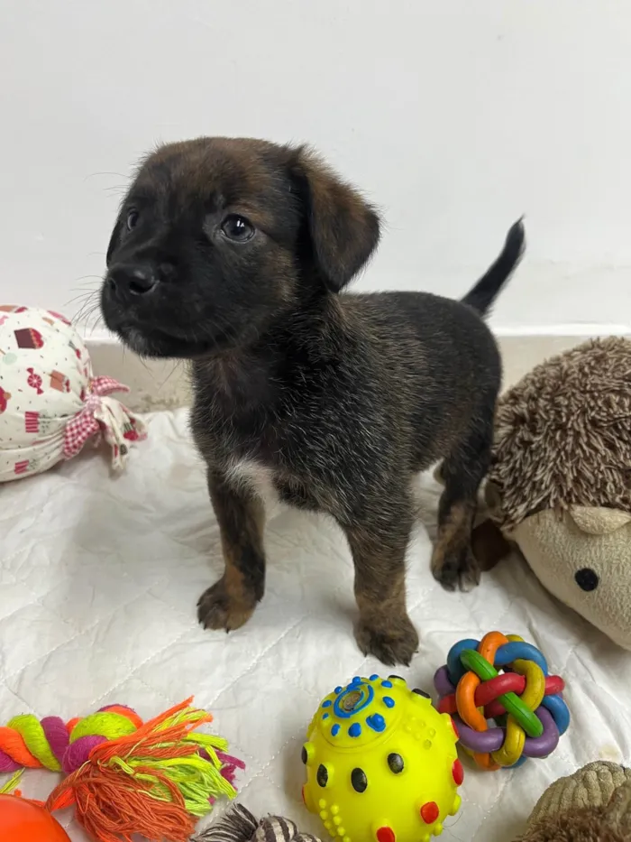 Cachorro ra a SRD-ViraLata idade Abaixo de 2 meses nome Luiz Antônio 