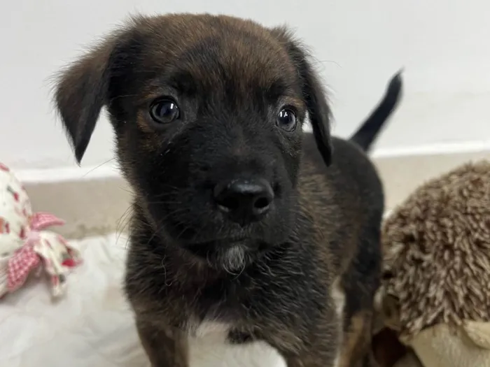 Cachorro ra a SRD-ViraLata idade Abaixo de 2 meses nome Luiz Antônio 