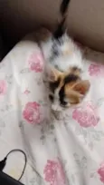 Perola