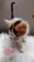 Perola