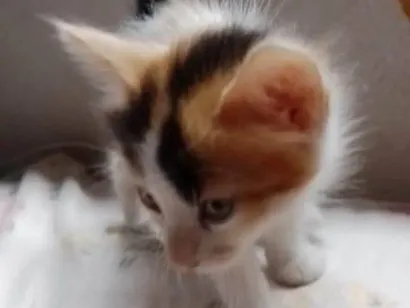 Gato raça SRD-ViraLata idade Abaixo de 2 meses nome Perola