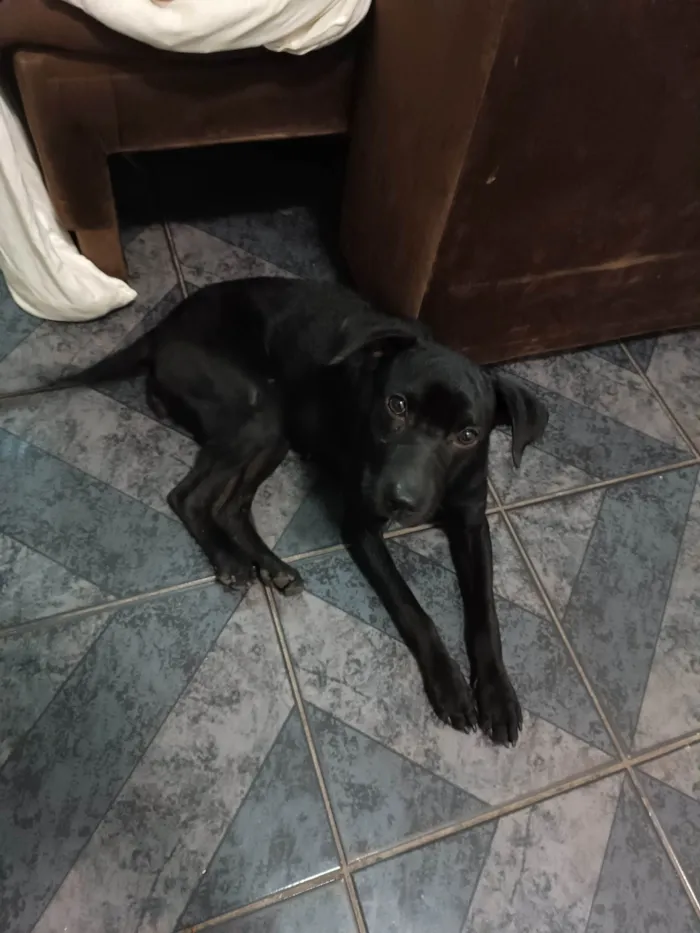 Cachorro ra a SRD-ViraLata idade 1 ano nome Neguinha 