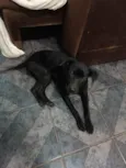 Neguinha