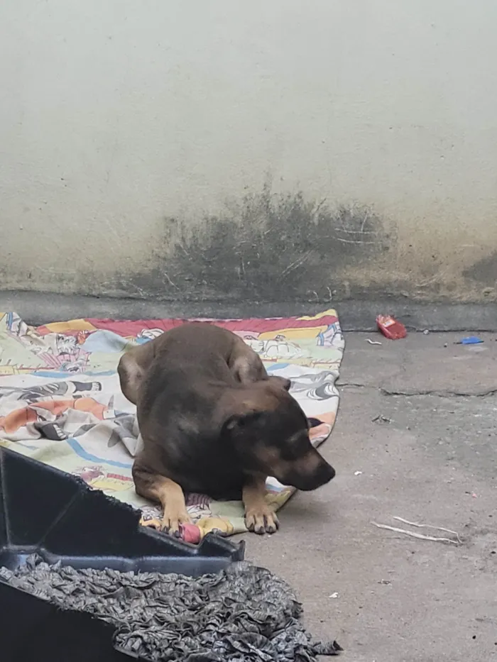 Cachorro ra a SRD-ViraLata idade 2 anos nome Max