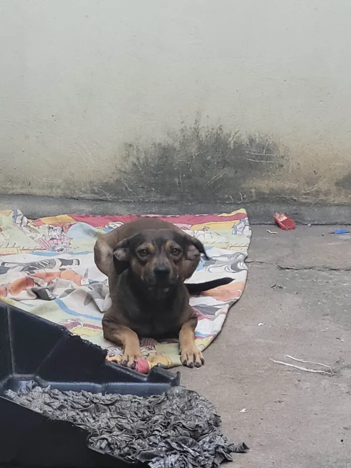 Cachorro ra a SRD-ViraLata idade 2 anos nome Max