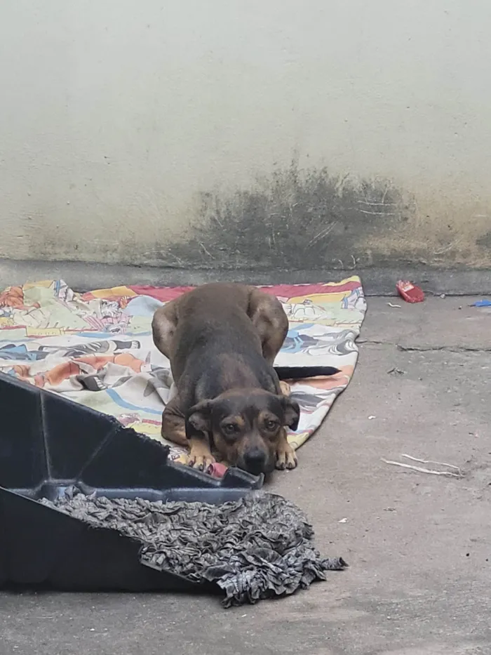 Cachorro ra a SRD-ViraLata idade 2 anos nome Max