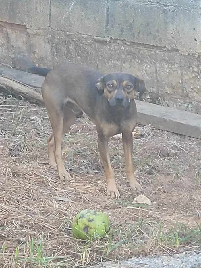 Cachorro ra a SRD-ViraLata idade 2 anos nome Max