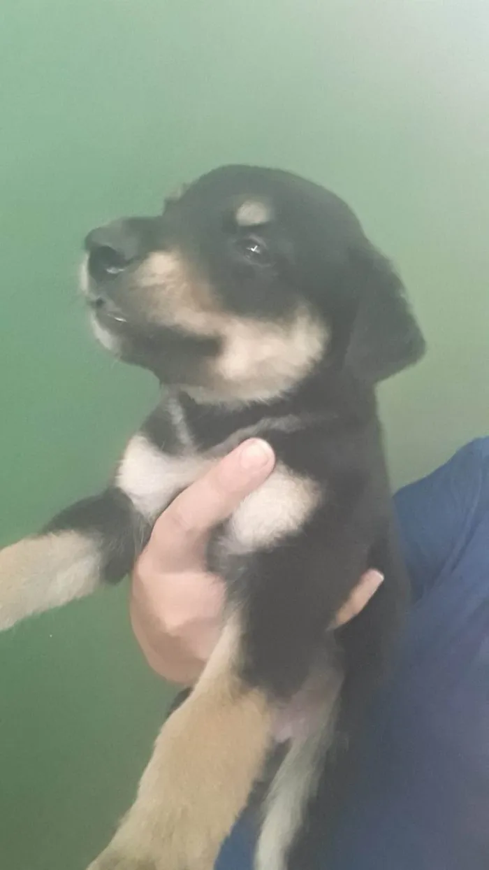 Cachorro ra a SRD-ViraLata idade Abaixo de 2 meses nome Soneca