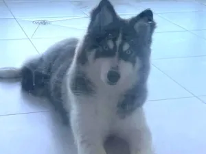 Cachorro raça Husky Siberiano idade 2 a 6 meses nome Sky