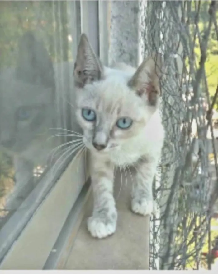 Gato ra a Siamês idade 2 a 6 meses nome YANA