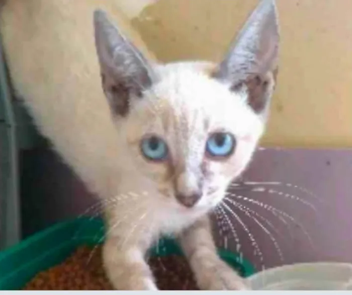 Gato ra a Siamês idade 2 a 6 meses nome YANA
