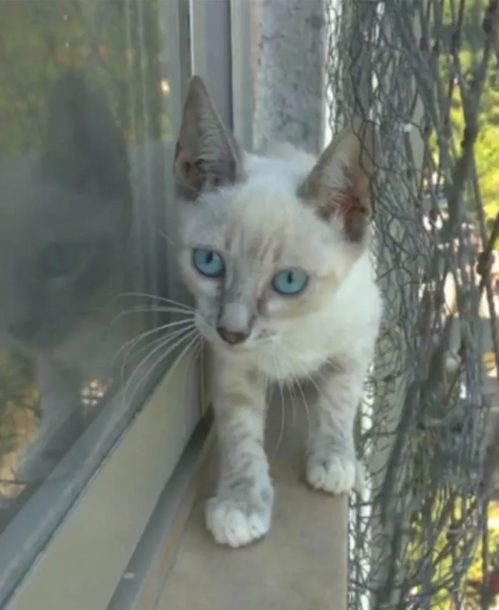 Gato ra a Siamês idade 2 a 6 meses nome YANA