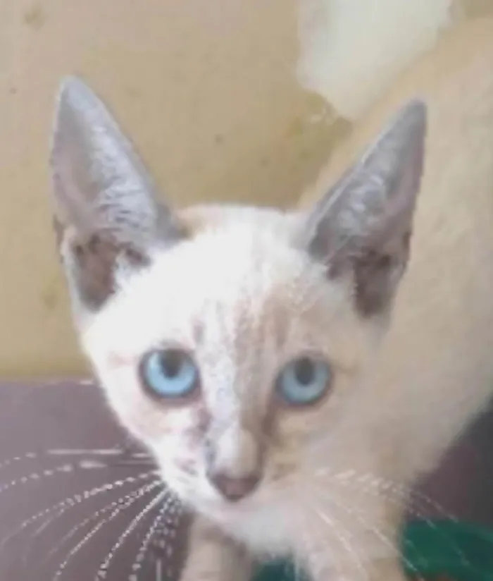 Gato ra a Siamês idade 2 a 6 meses nome YANA