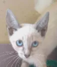 YANA