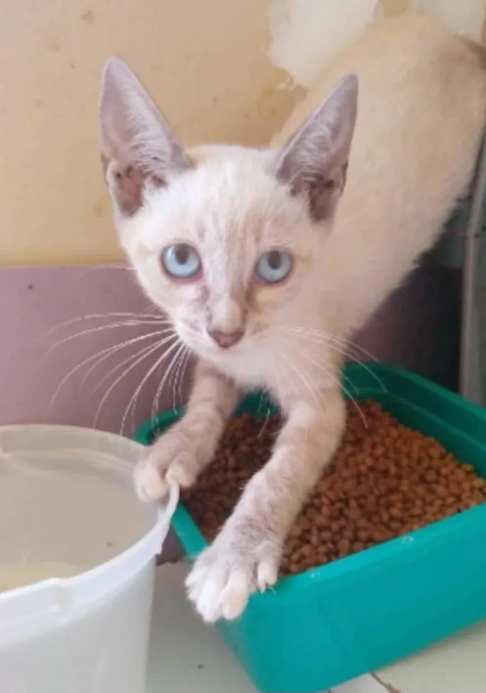 Gato ra a Siamês idade 2 a 6 meses nome YANA