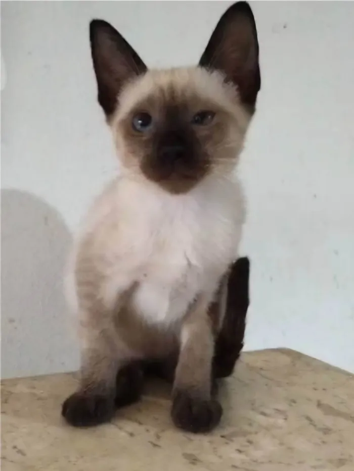 Gato ra a Siamês idade 2 a 6 meses nome ISA