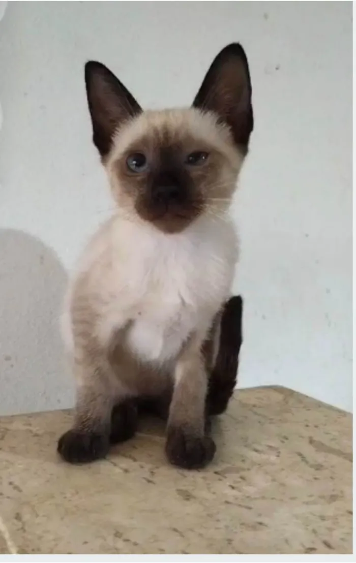 Gato ra a Siamês idade 2 a 6 meses nome ISA