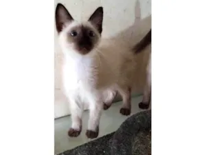 Gato raça Siamês idade 2 a 6 meses nome ISA