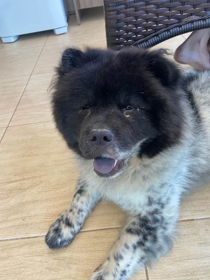 Cachorro ra a Chow Chow idade 1 ano nome Negão 