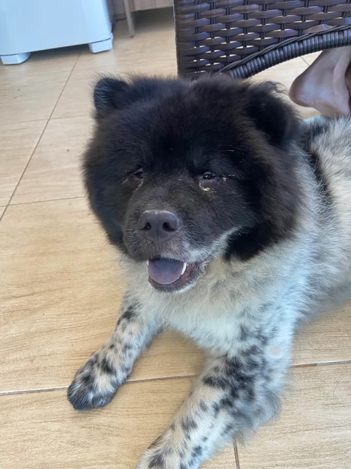 Cachorro ra a Chow Chow idade 1 ano nome Negão 