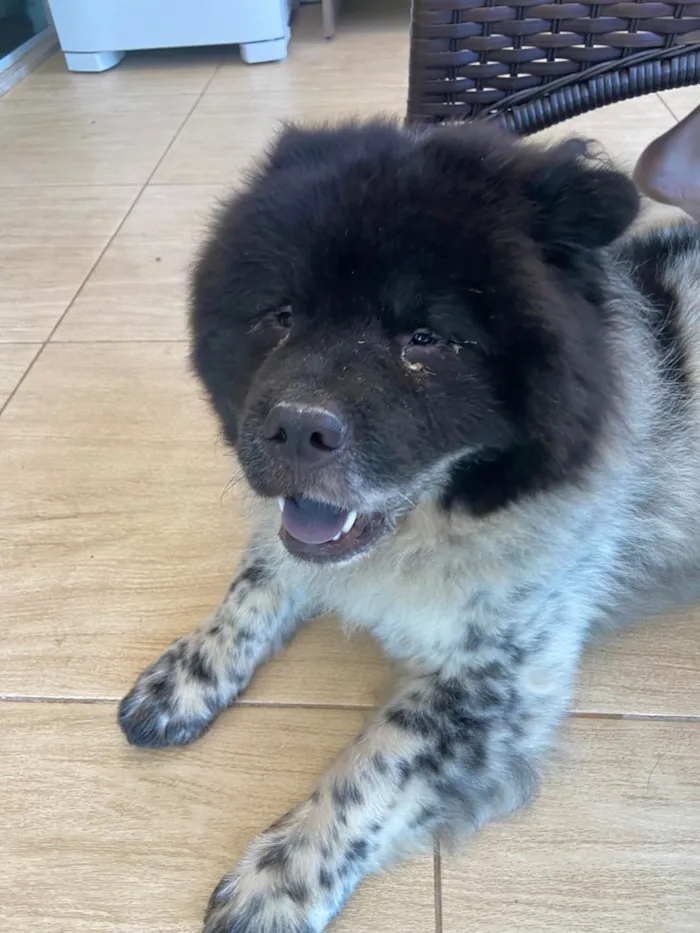 Cachorro ra a Chow Chow idade 1 ano nome Negão 