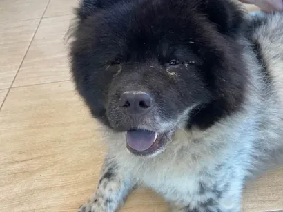 Cachorro raça Chow Chow idade 1 ano nome Negão 