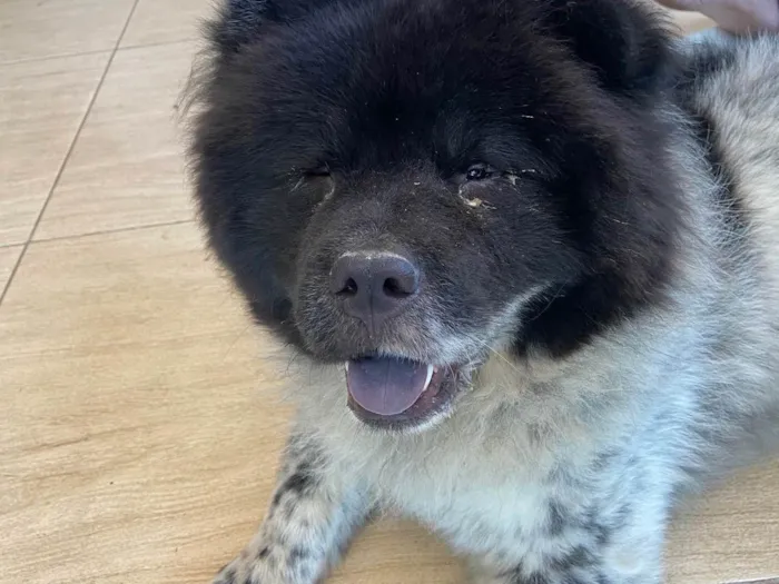 Cachorro ra a Chow Chow idade 1 ano nome Negão 