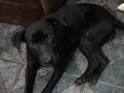 Cachorro raça SRD-ViraLata idade 1 ano nome Neguinha 