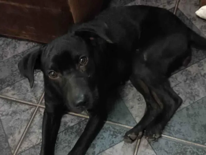 Cachorro ra a SRD-ViraLata idade 1 ano nome Neguinha 