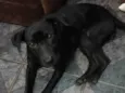 Neguinha