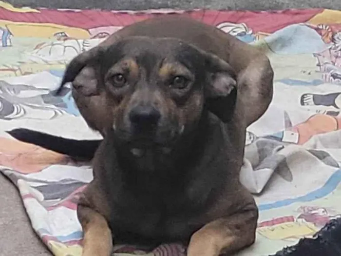 Cachorro ra a SRD-ViraLata idade 2 anos nome Max