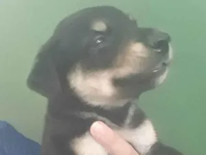 Cachorro raça SRD-ViraLata idade Abaixo de 2 meses nome Soneca