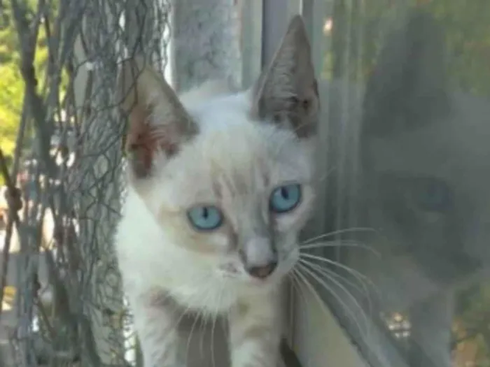 Gato ra a Siamês idade 2 a 6 meses nome YANA