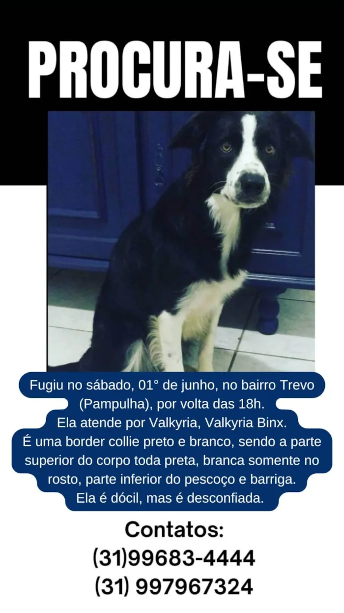 Cachorro ra a SRD-ViraLata idade 4 anos nome Valkyria 