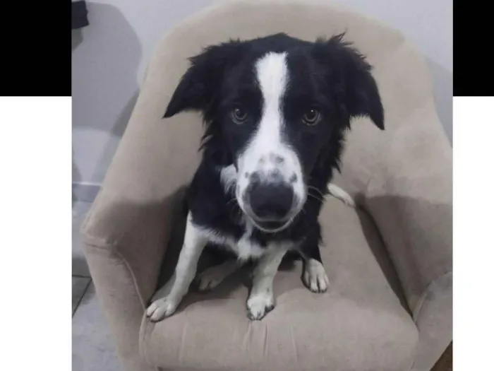 Cachorro ra a SRD-ViraLata idade 4 anos nome Valkyria 