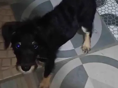 Cachorro raça SRD-ViraLata idade 2 a 6 meses nome Bili 