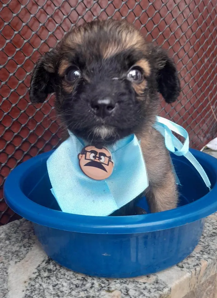 Cachorro ra a SRD-ViraLata idade 2 a 6 meses nome Tico,Teco e Toco